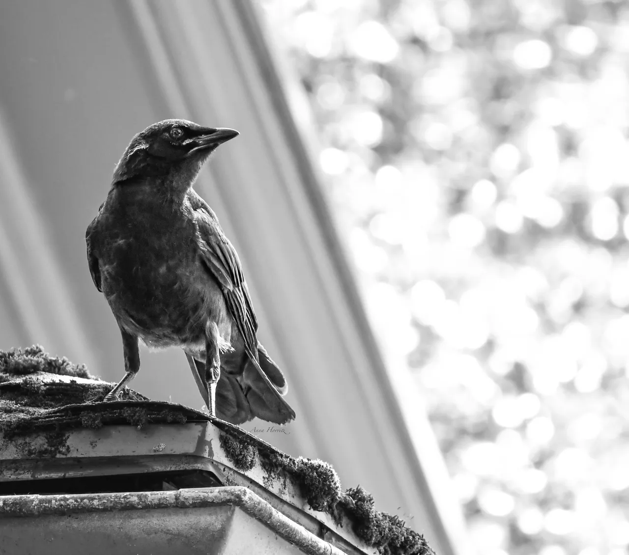 DSC_2550.JPG