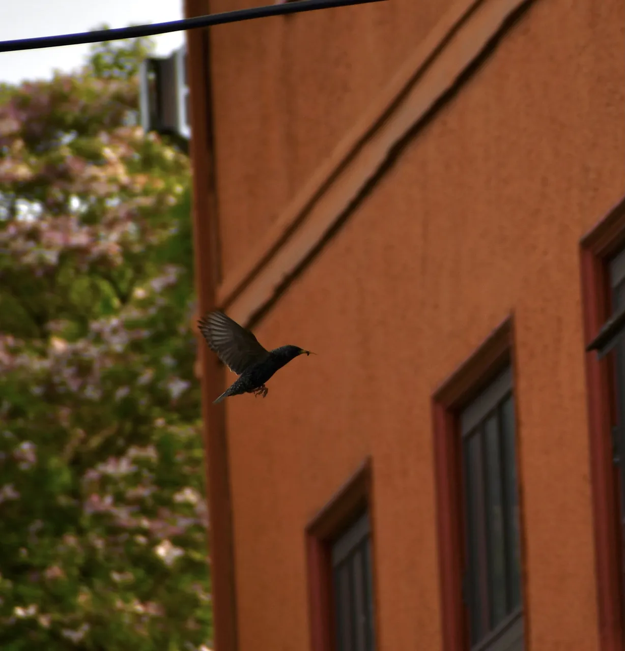 DSC_2645.jpg