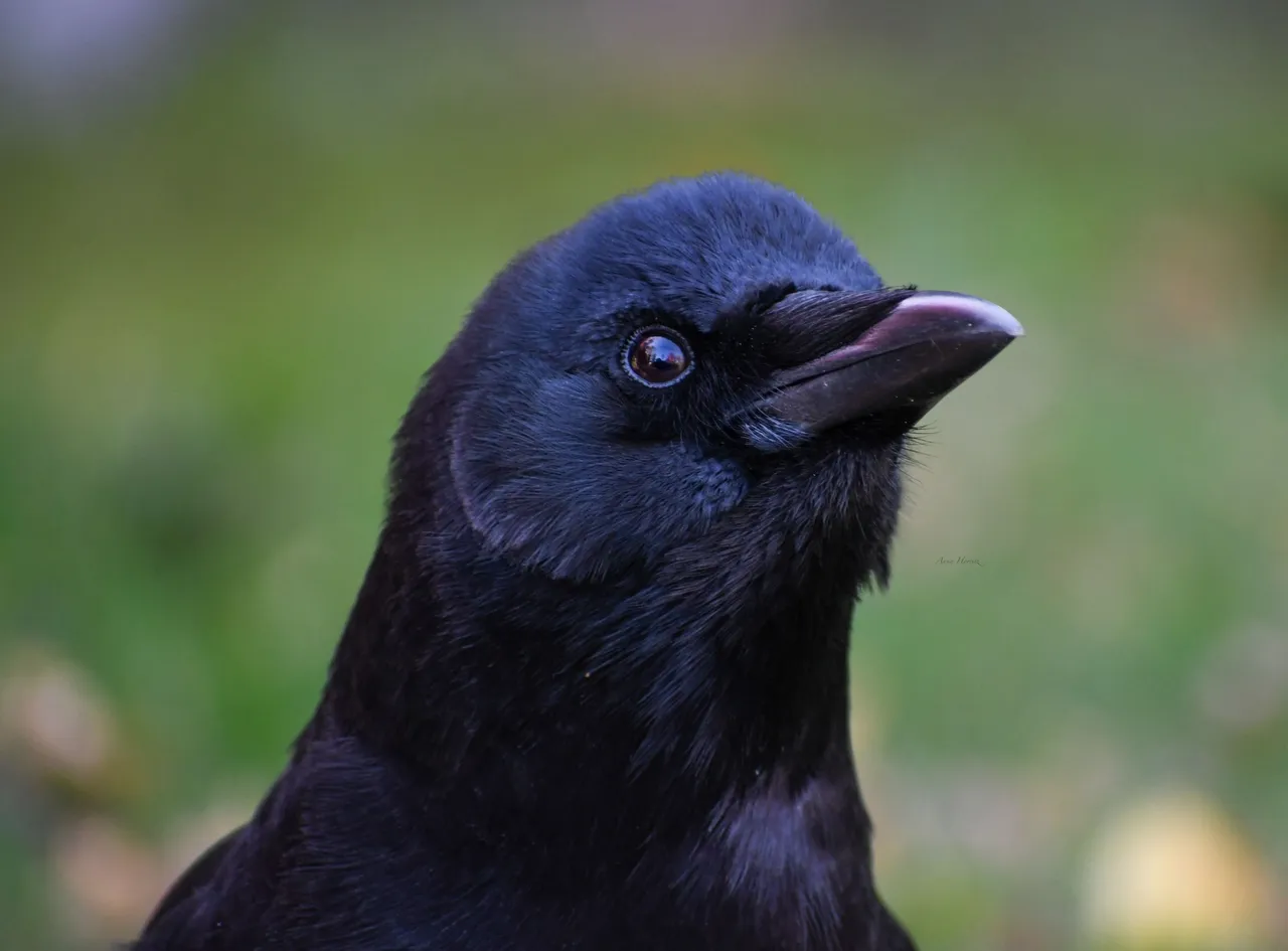 DSC_1441.JPG