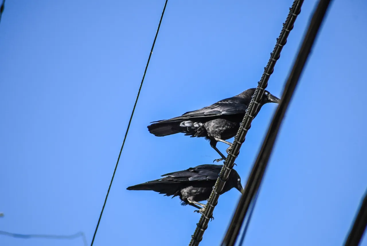 DSC_1453.JPG