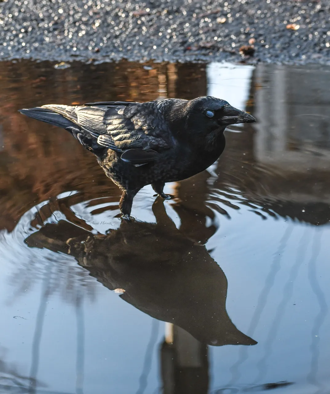 DSC_7054.JPG