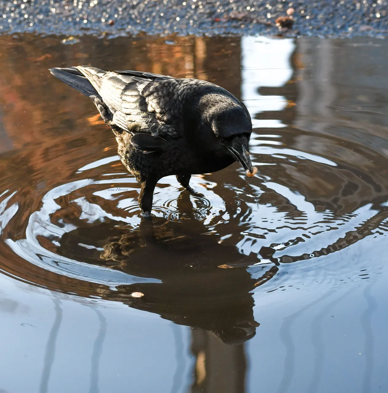 DSC_7047.JPG