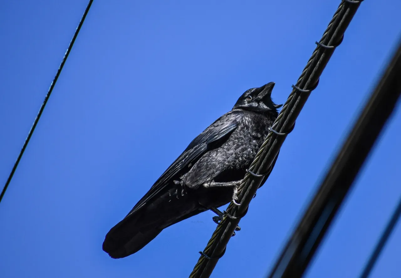 DSC_1451.JPG