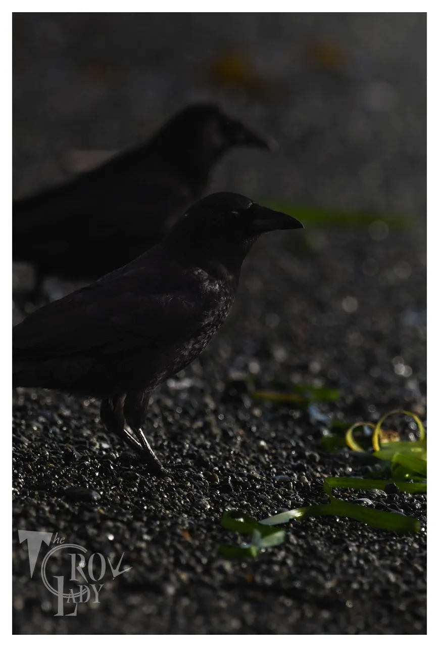 DSC_3097.JPG