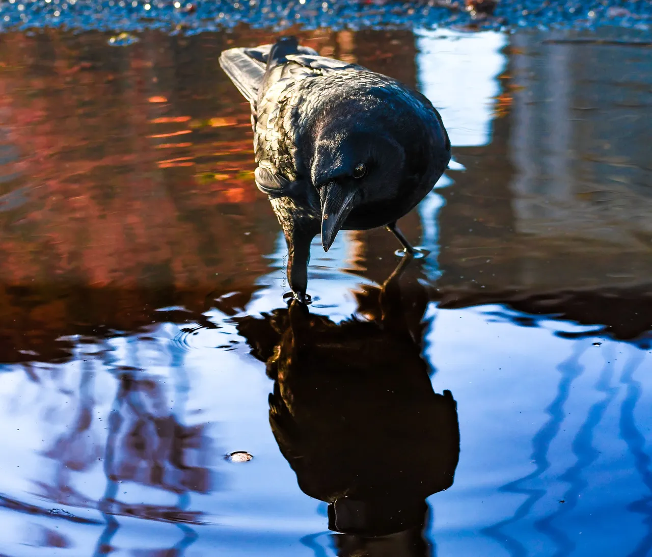 DSC_7038.JPG