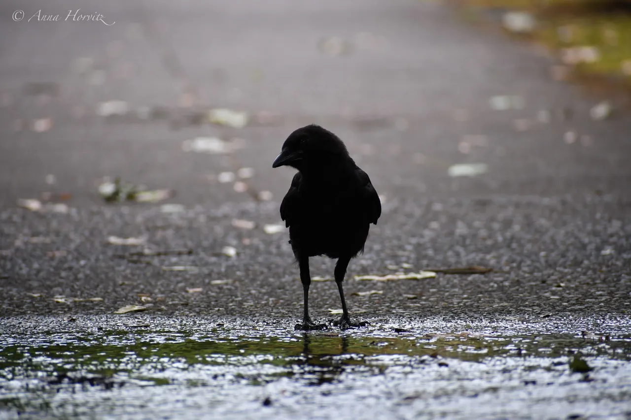 DSC_2487.JPG