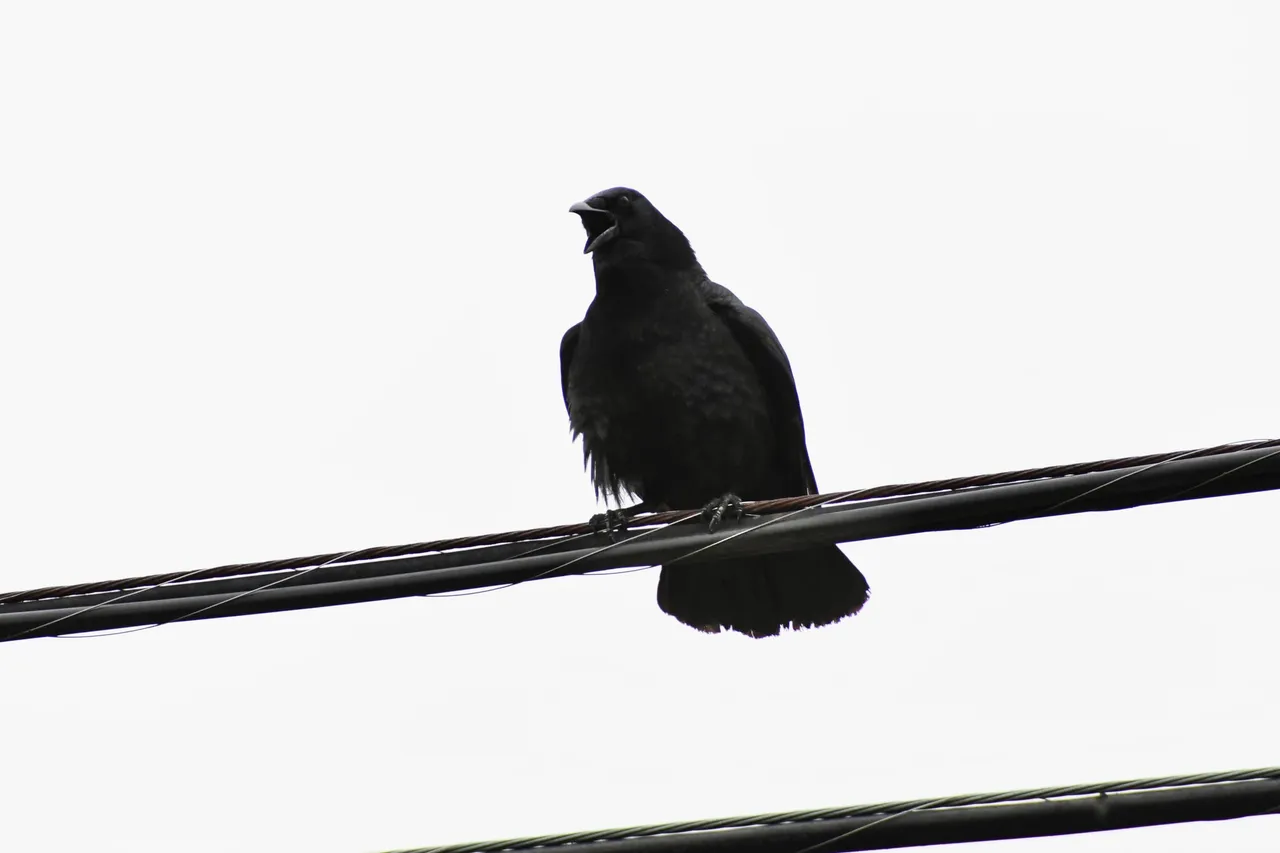 DSC_6500 1.jpg