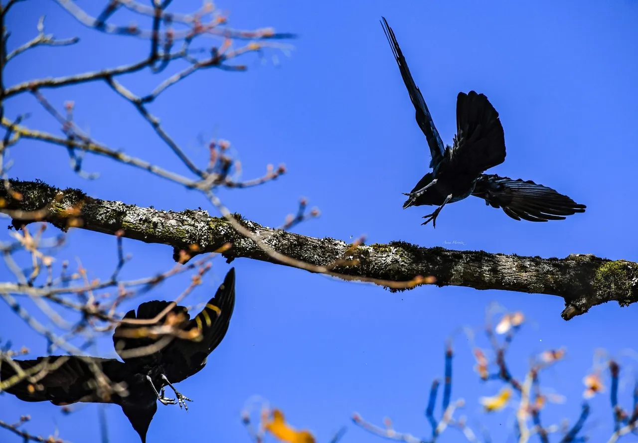 DSC_1487.JPG