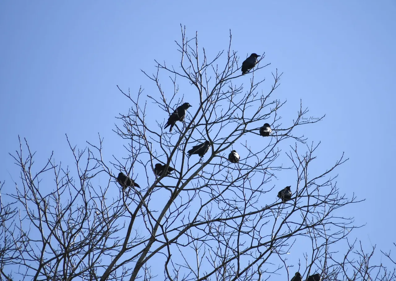 DSC_2338.JPG