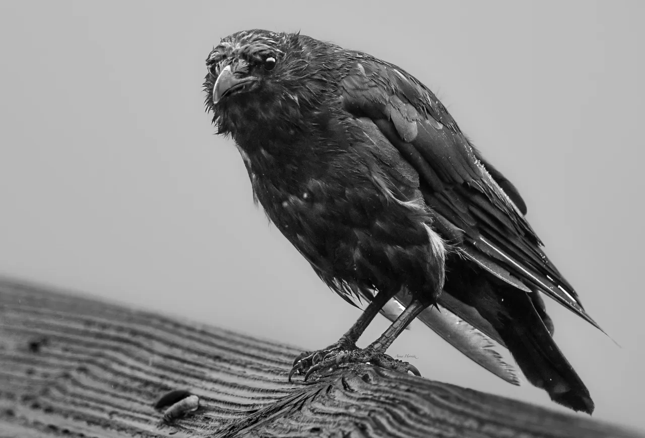 DSC_3443.JPG