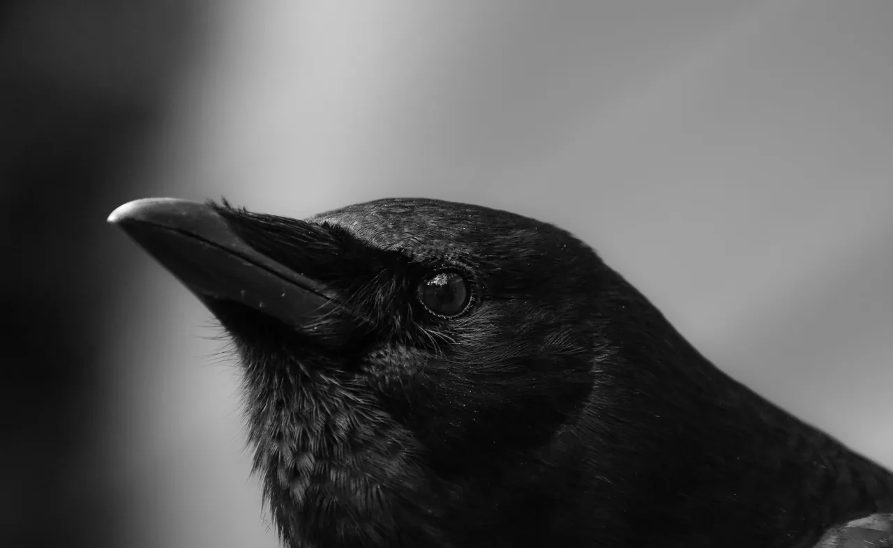 DSC_8617.JPG