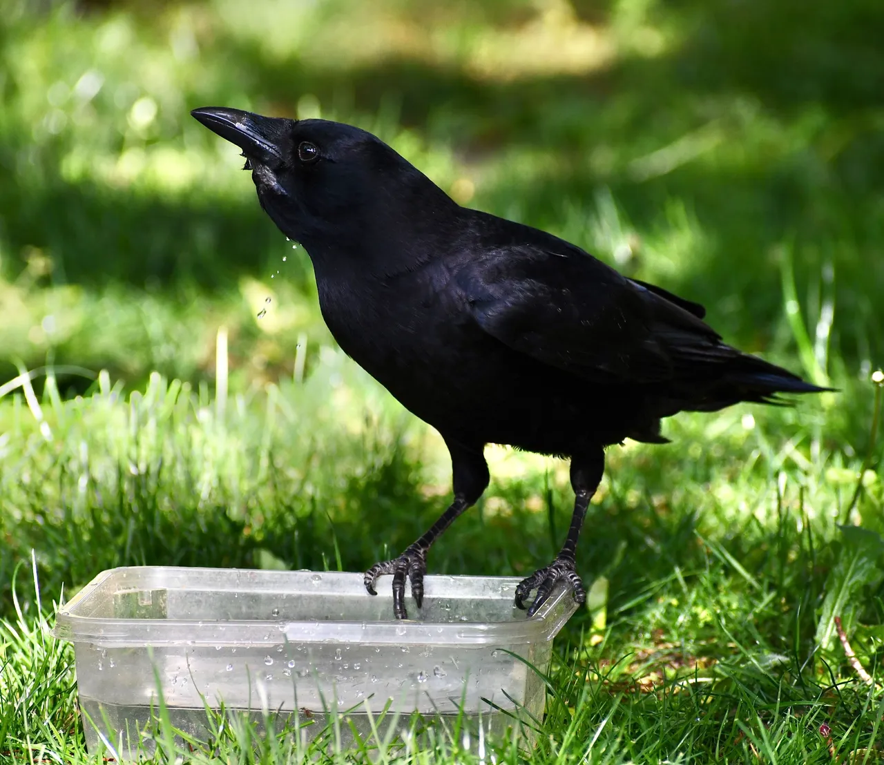 DSC_6232.jpg