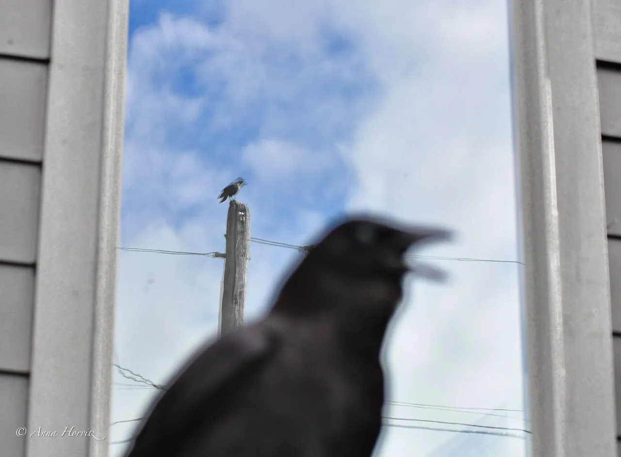 DSC_5453 1.jpg
