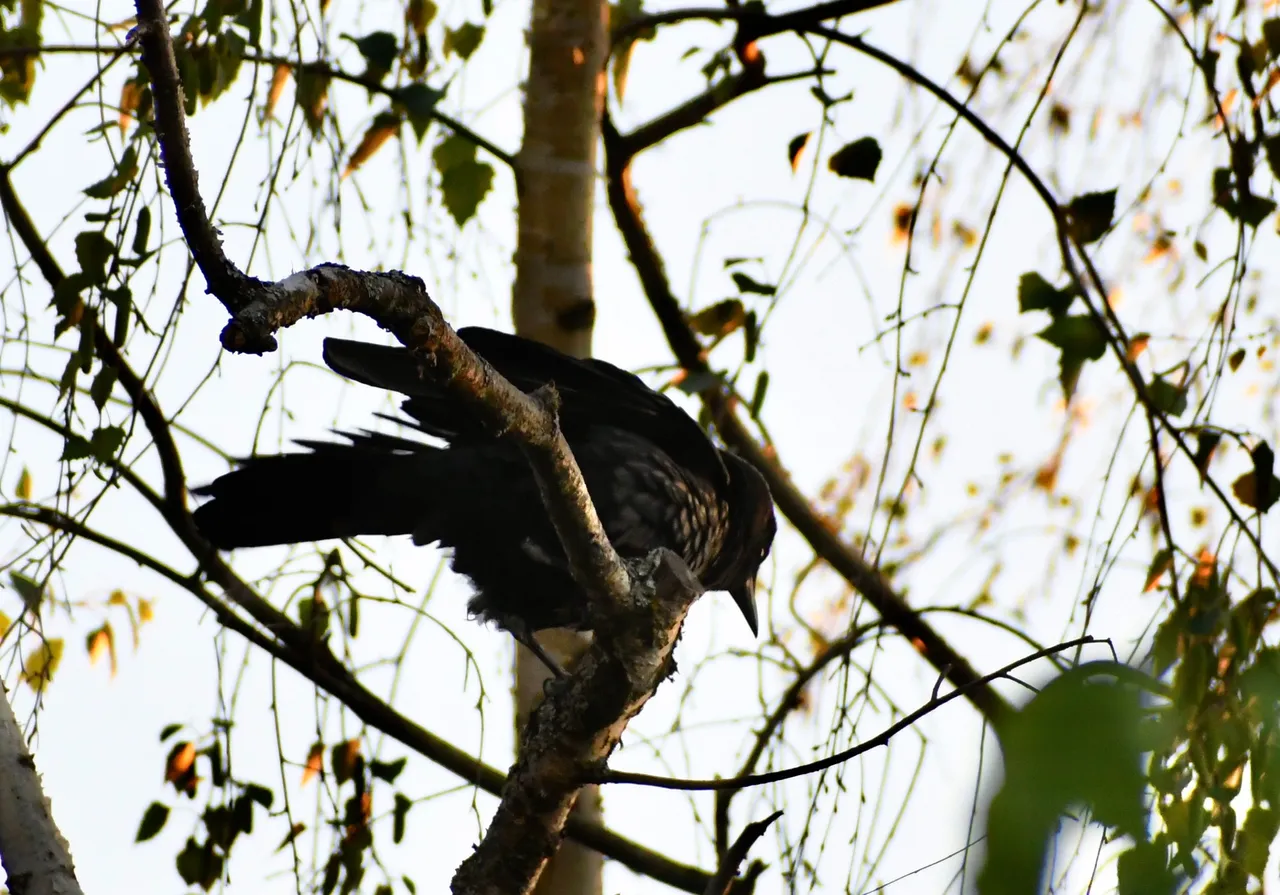 DSC_6013.jpg