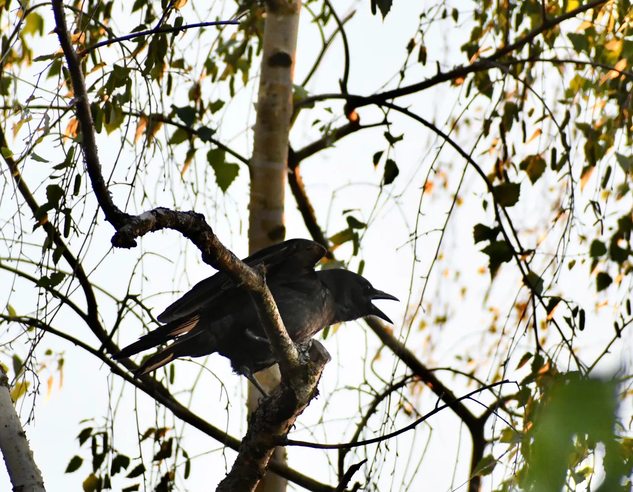 DSC_6008.jpg