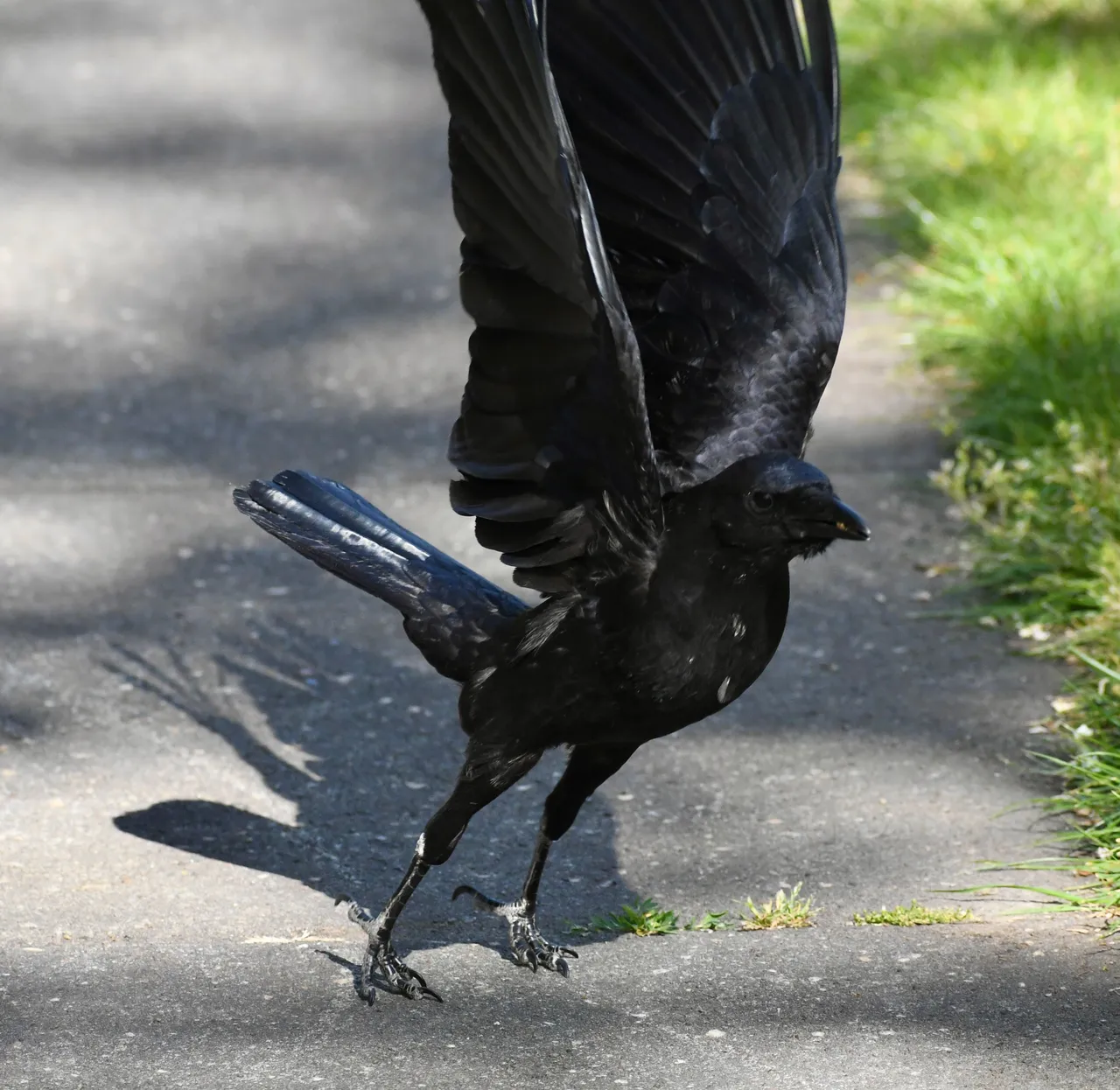 DSC_6090.jpg