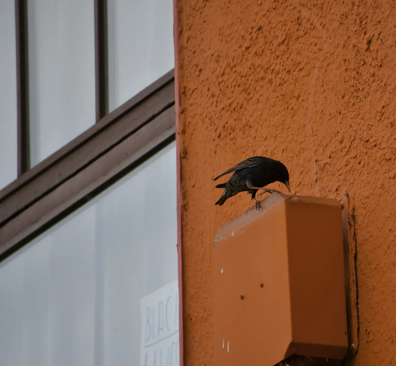 DSC_2678.jpg