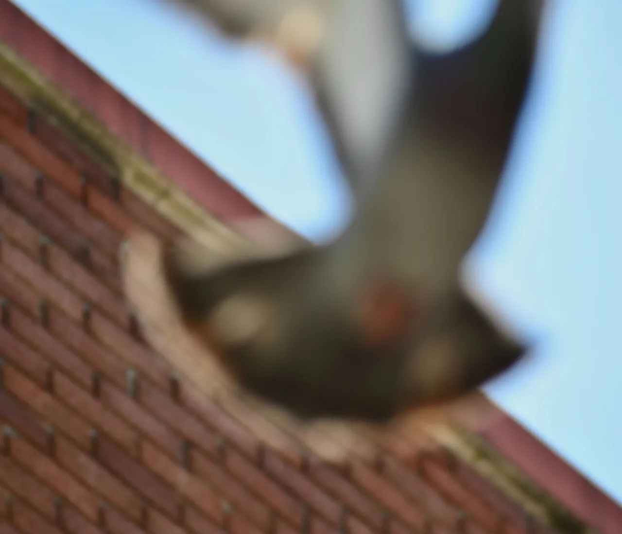 DSC_6315 1.jpg