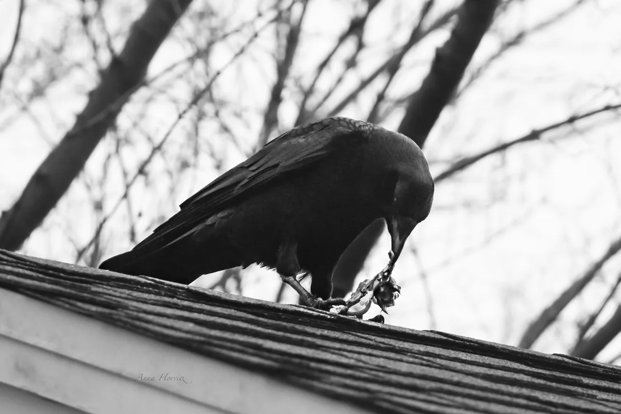 DSC_4584.JPG