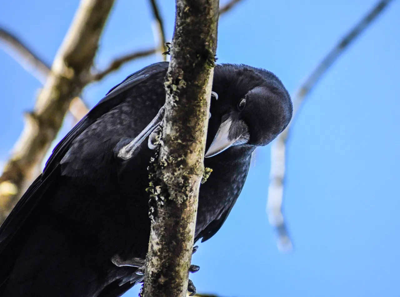 DSC_1515.JPG