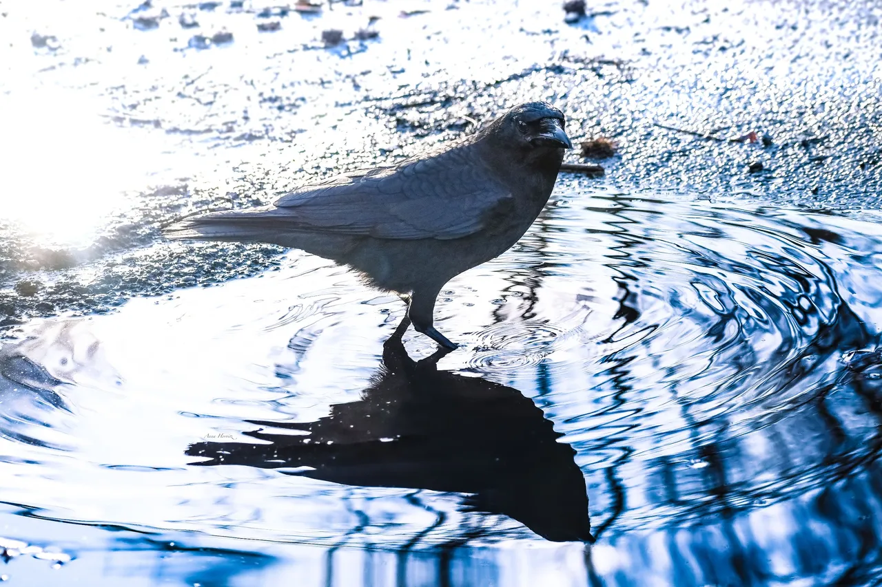 DSC_7101.JPG