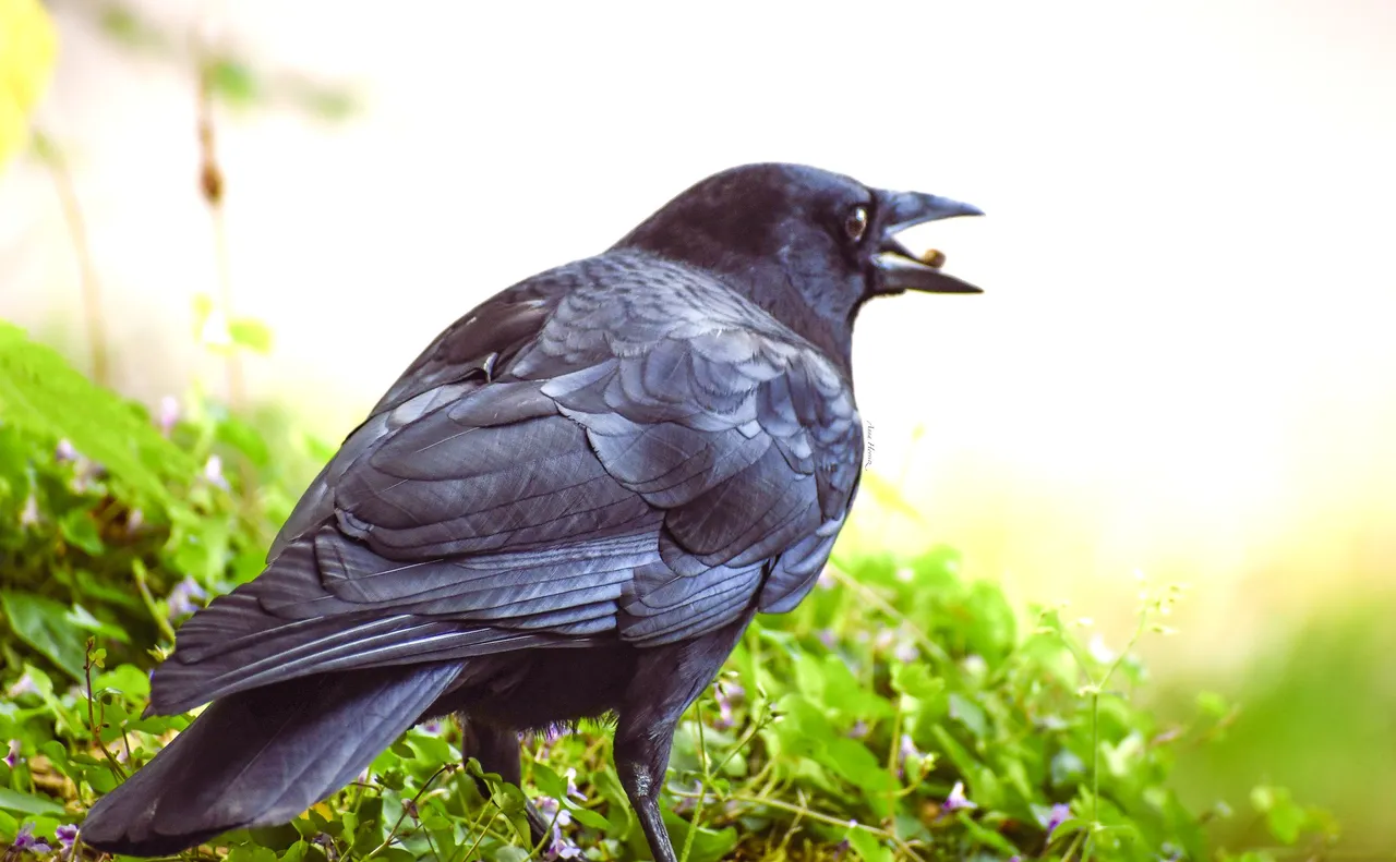 DSC_1336.JPG