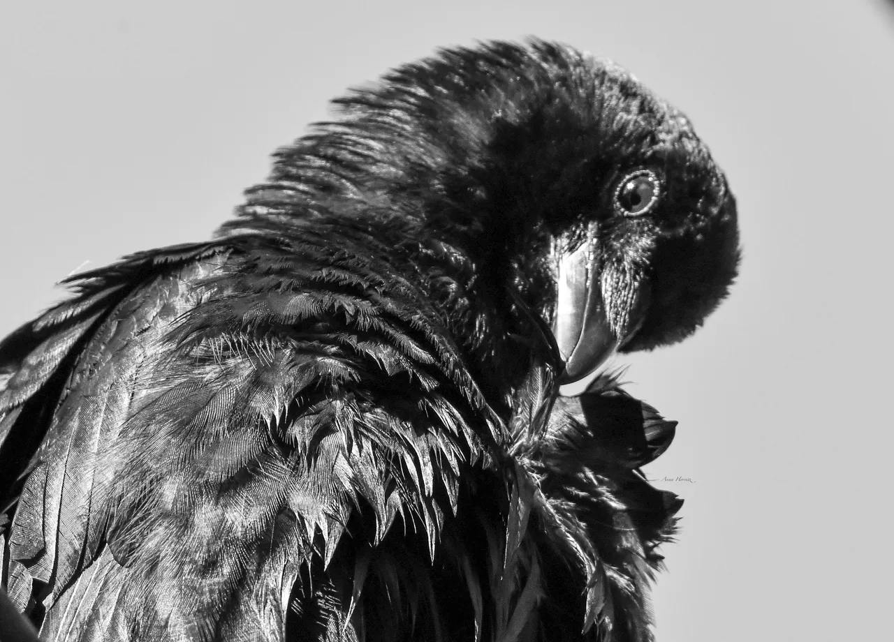 DSC_1885.JPG