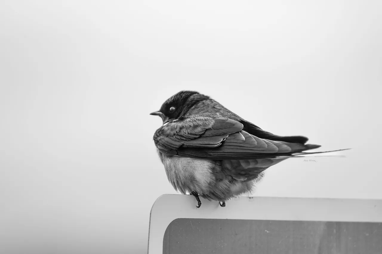 DSC_0903.JPG