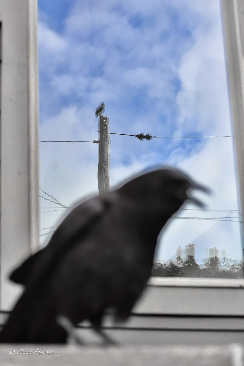 DSC_5466 1.jpg