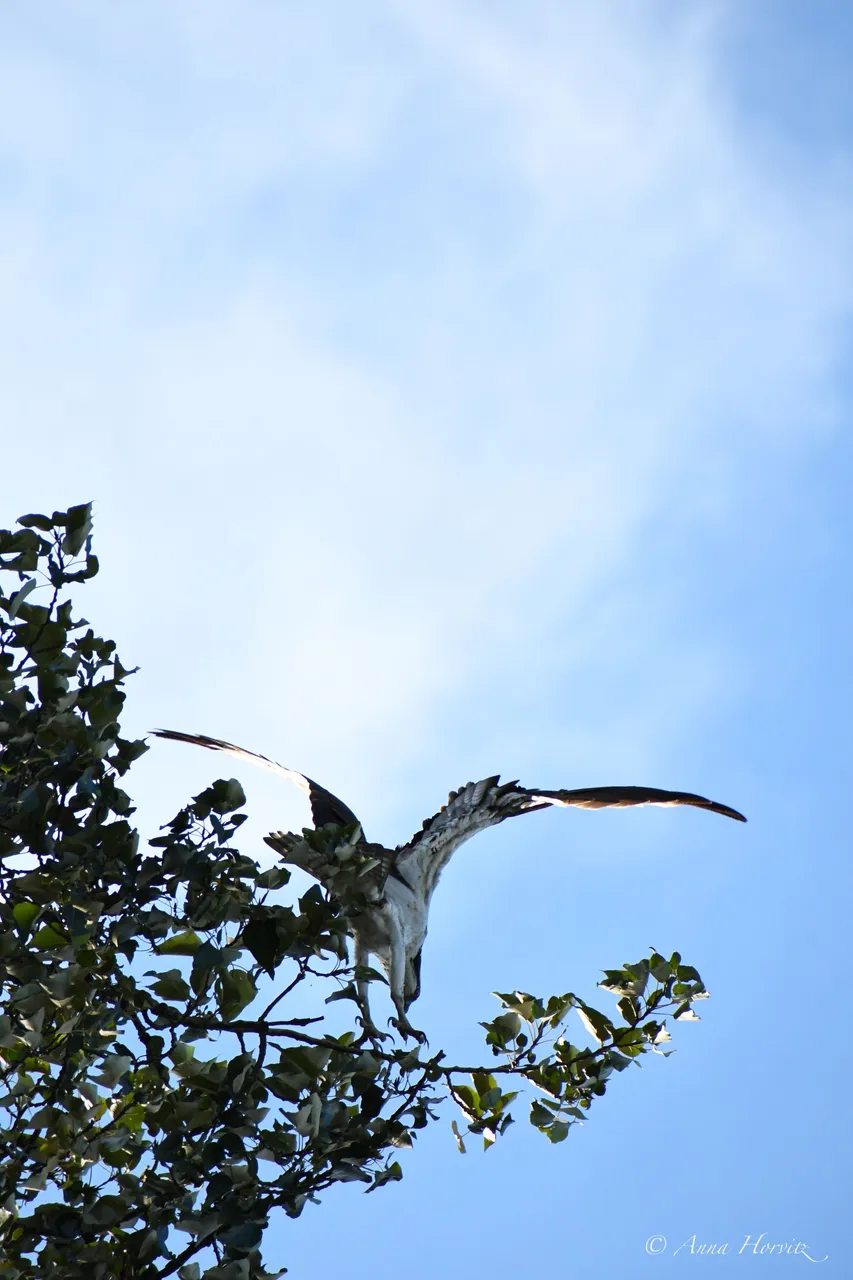 DSC_8626.JPG