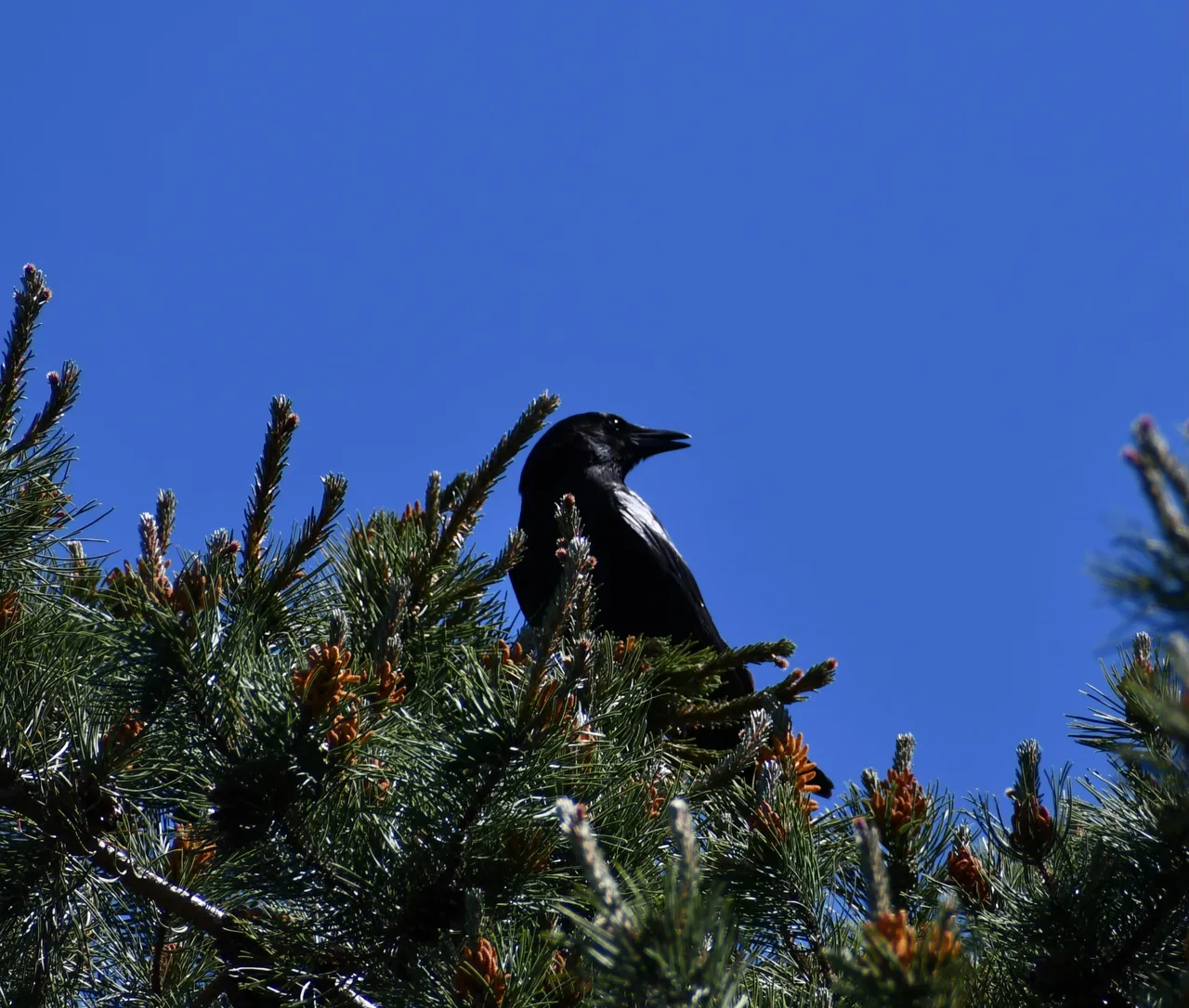 DSC_5960.jpg