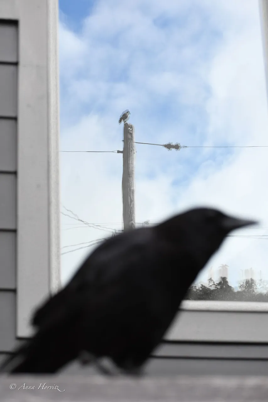 DSC_5457 1.JPG