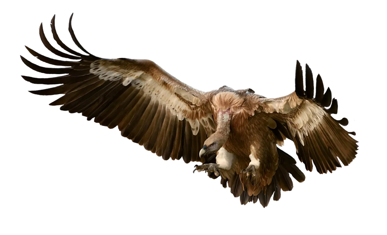 vulture-2761311.png