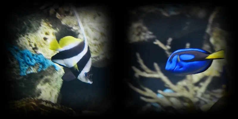 peces nemo collage.jpg