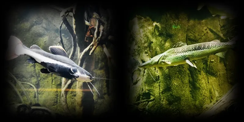 2 peces collage.jpg