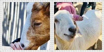 chacra collage oveja.jpg
