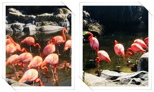 flamencos  edit.jpg