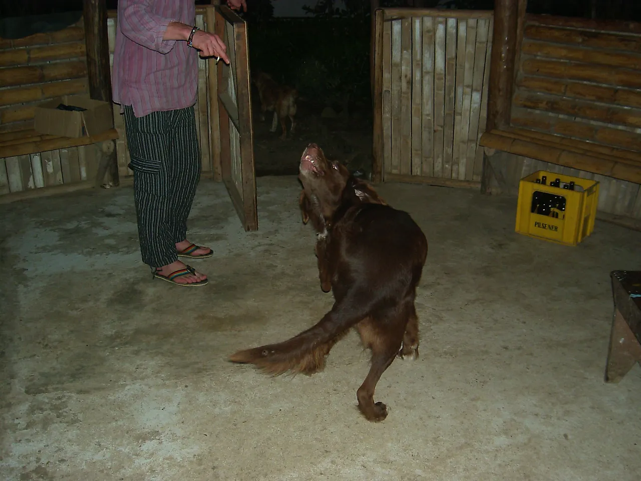 dancing dog