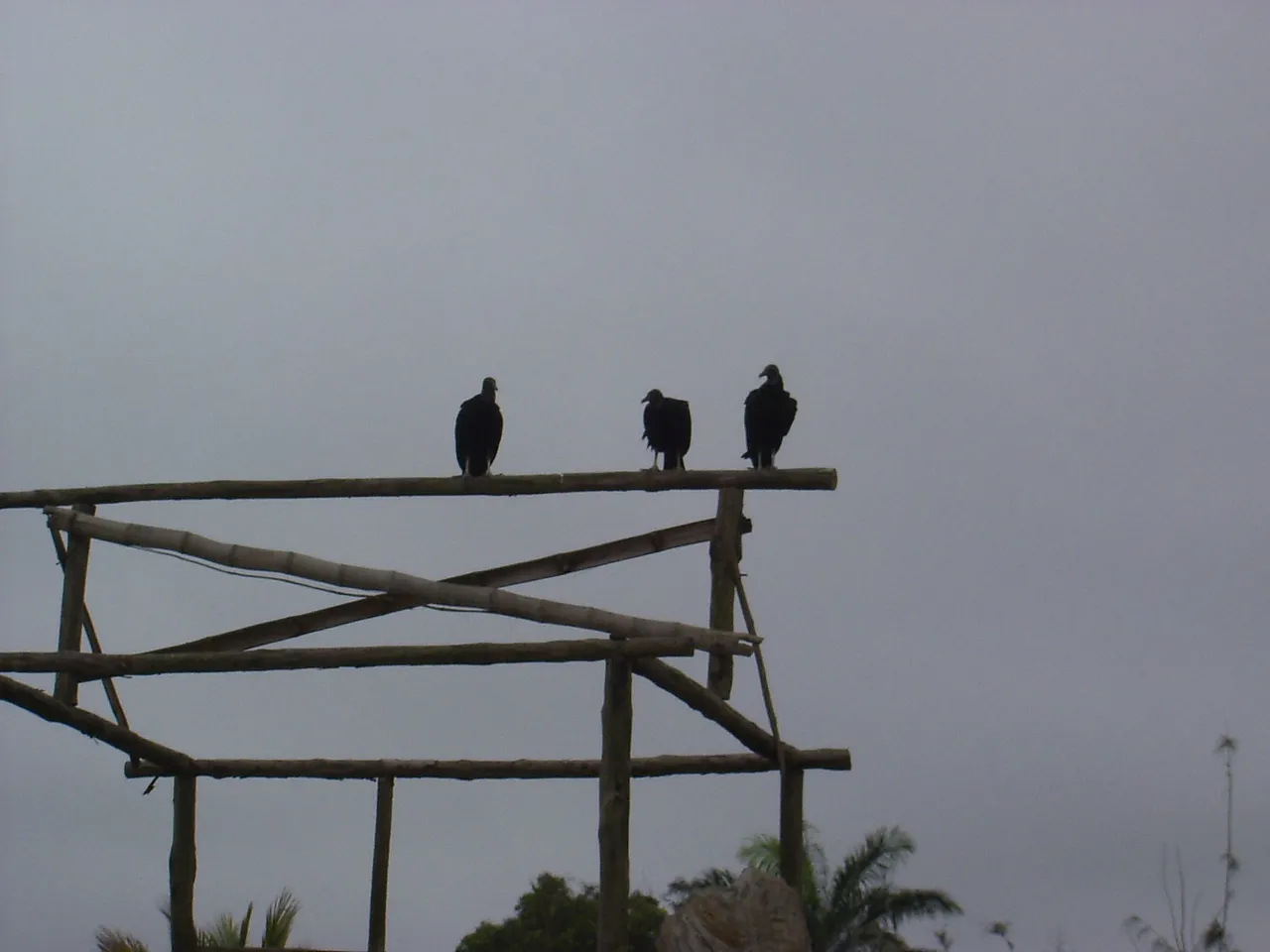 Vultures
