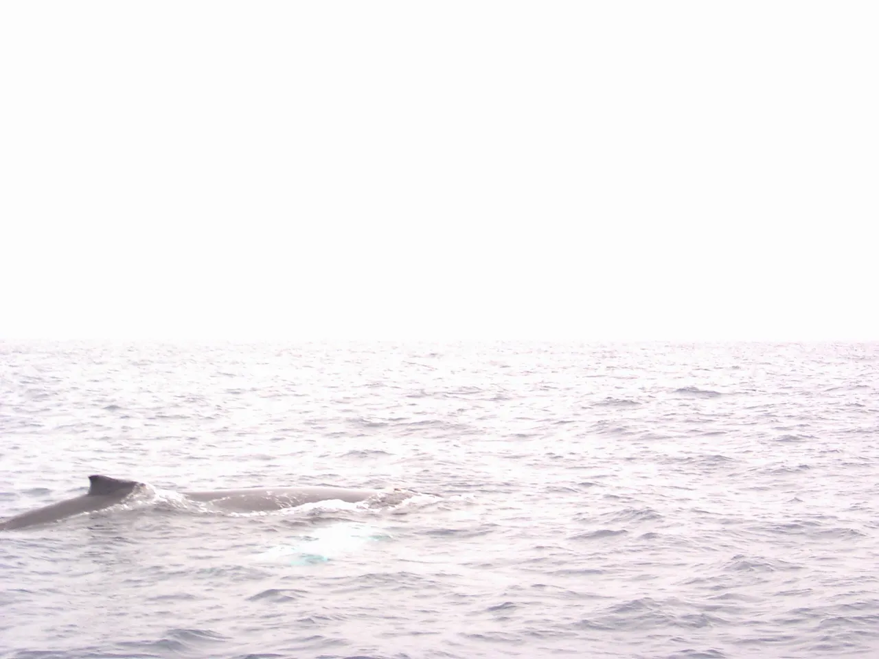 Whale