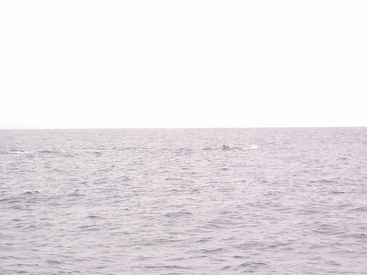 Whale