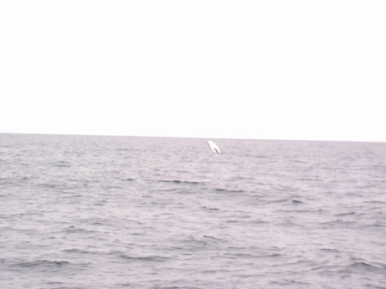 Whale