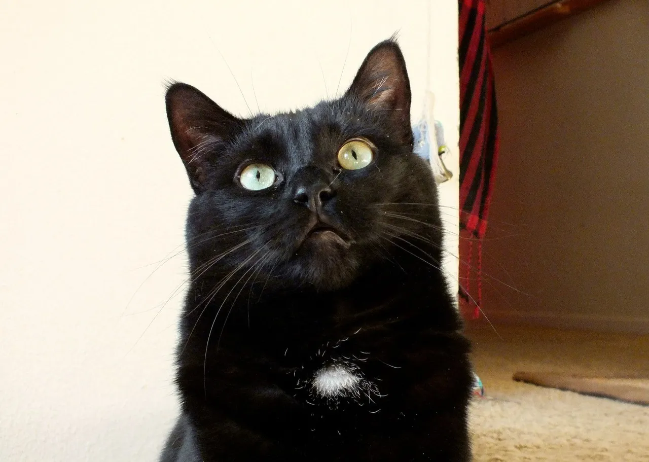 CC0001-LookingUp.jpg