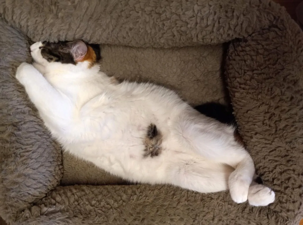 CC0730-Nala.jpg