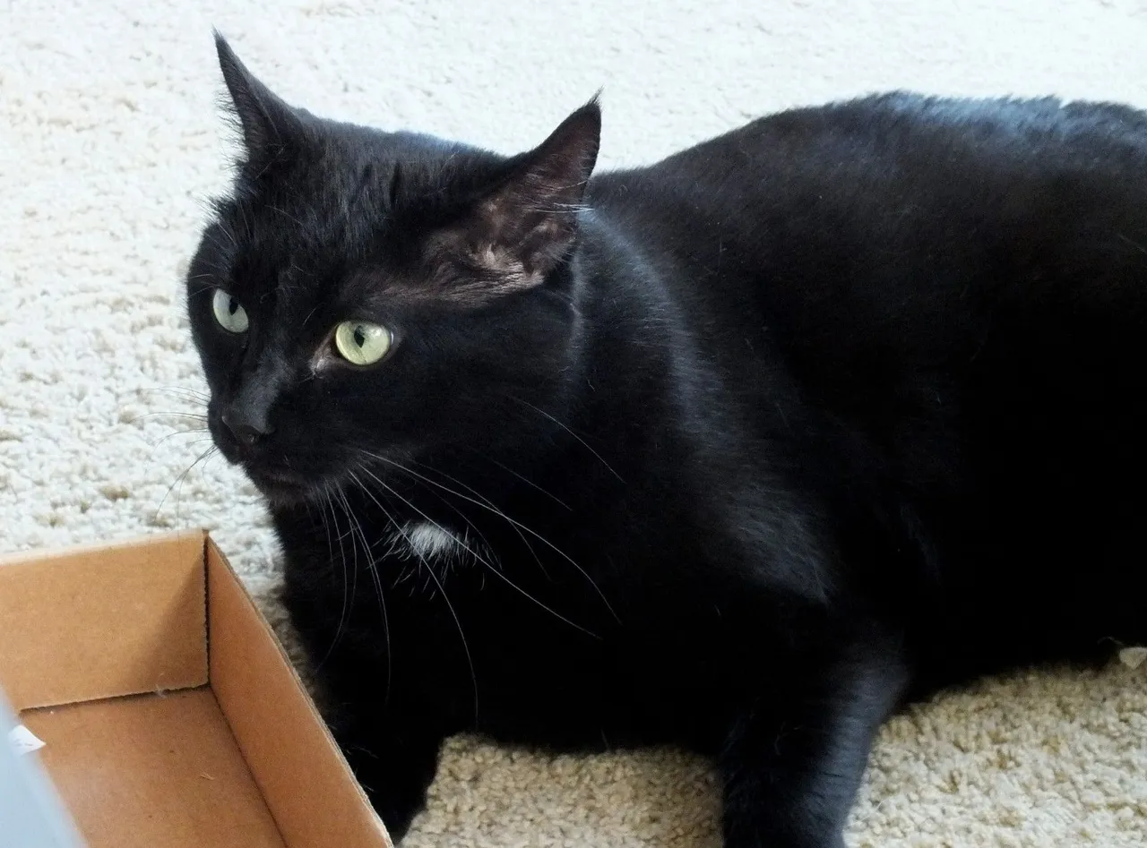 CC0591-Box.jpg