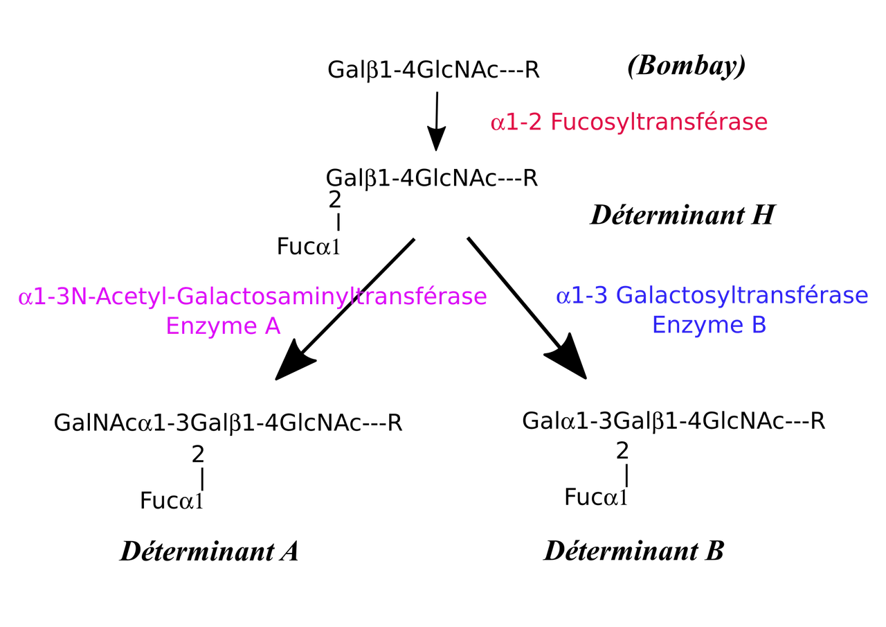 2000px-ABO_antigens_biosynthesis_fr.svg.png