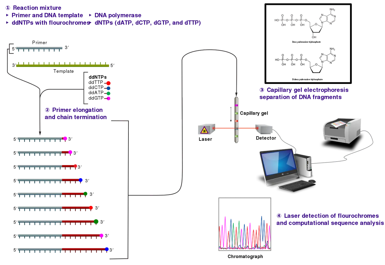 1346px-Sanger-sequencing.svg.png