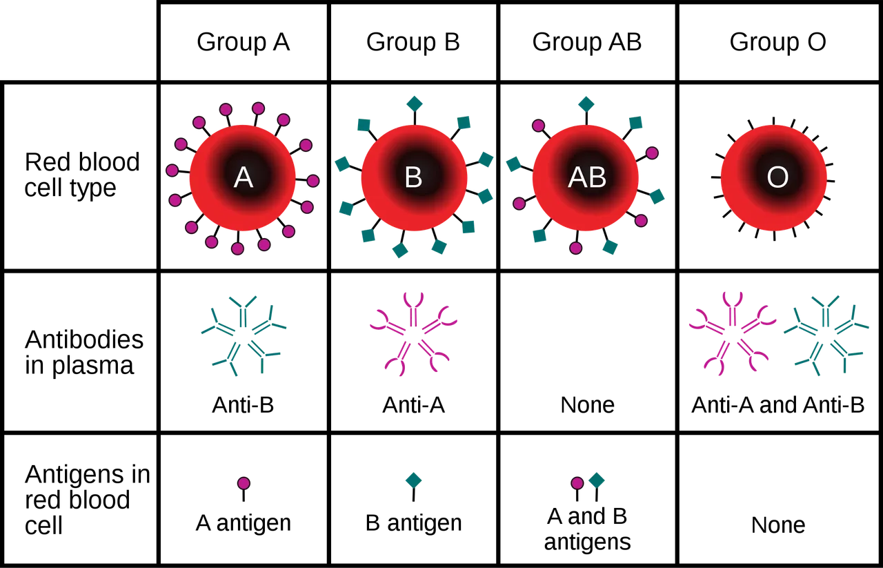 ABO_blood_type.svg.png