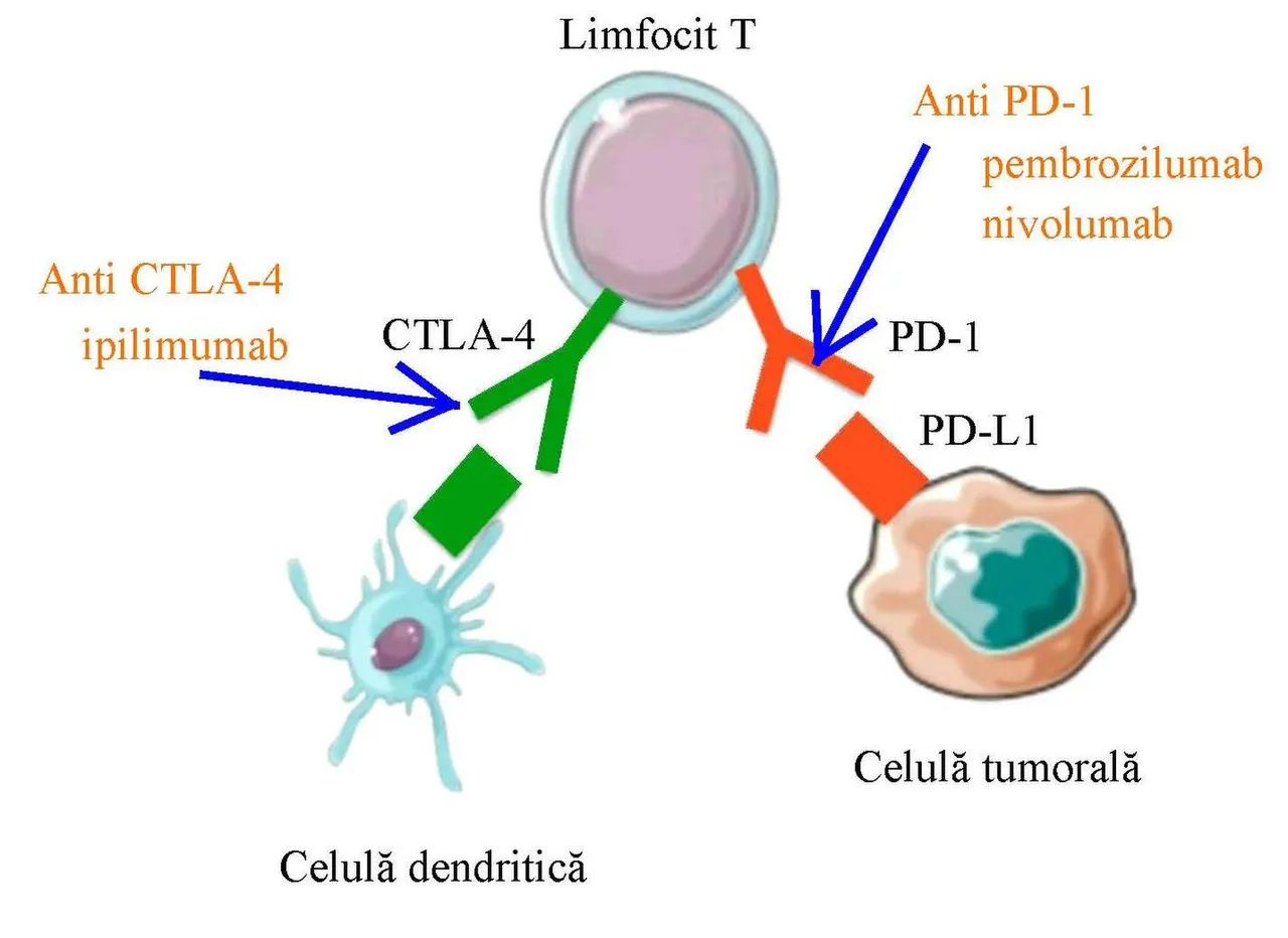 CTLA-4_and_PD-1_monoclonal_antibody.jpg