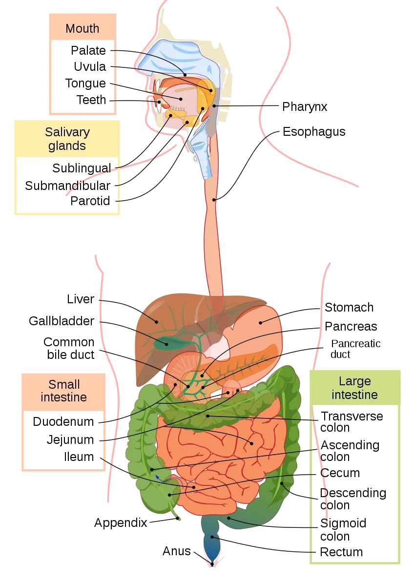 Digestive_system_diagram_en.svg.png